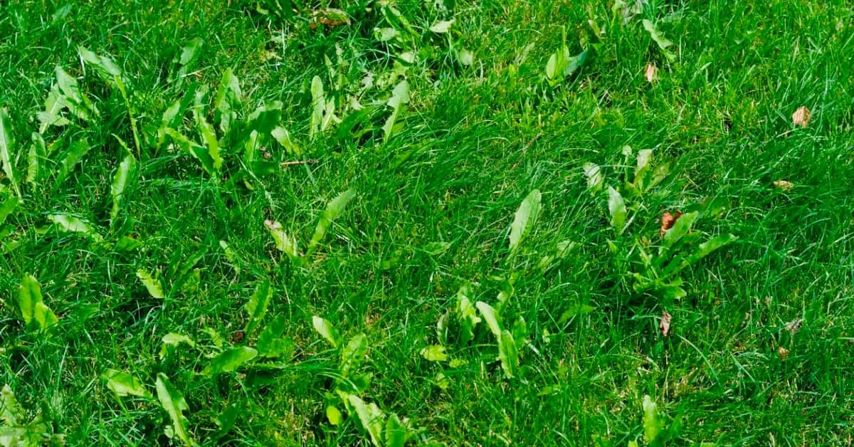Weed-free lawn