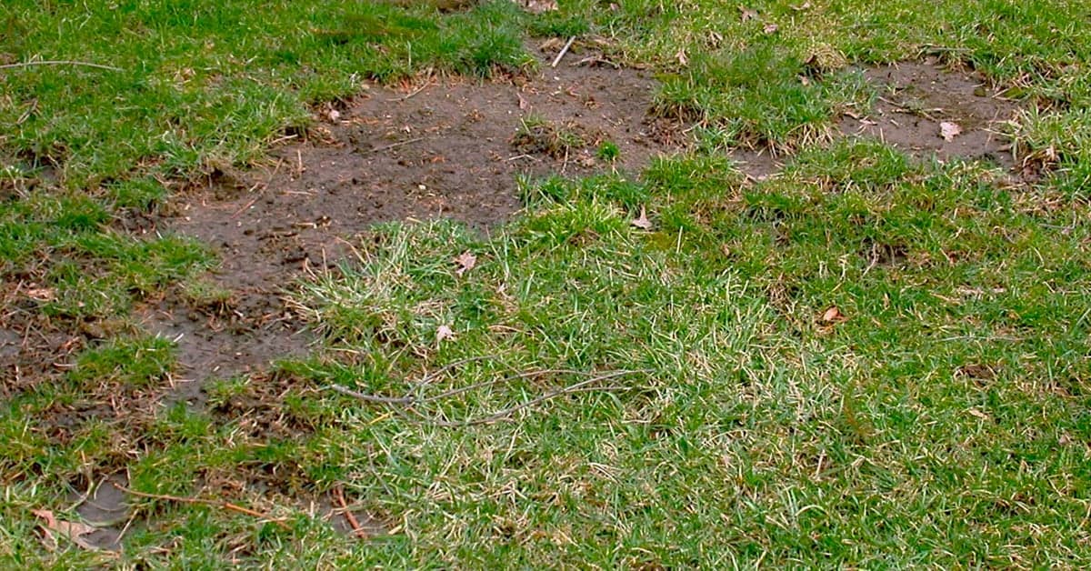 Lush green grass
